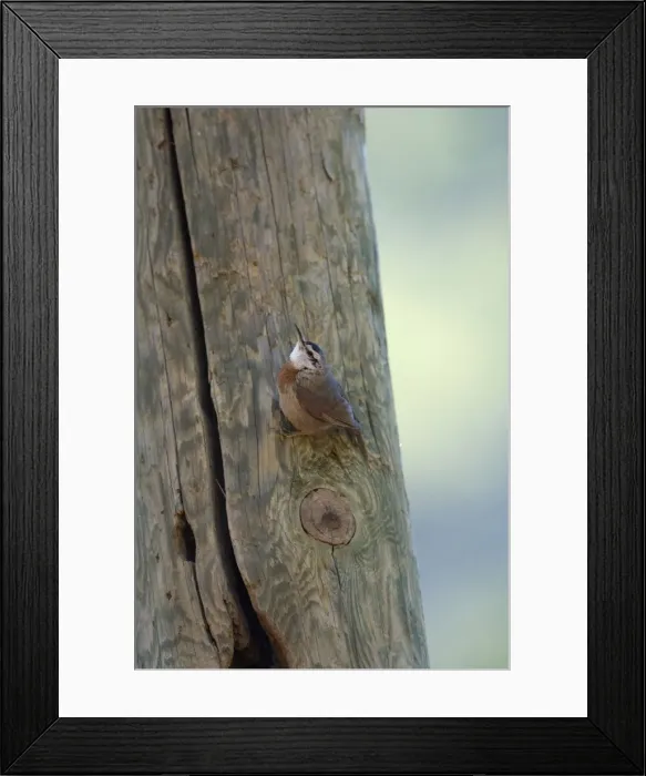 Framed Print : Krupers Nuthatch at nest hole Southern Turkey May Framed Print : Krupers Nuthatch at nest hole Southern Turkey May