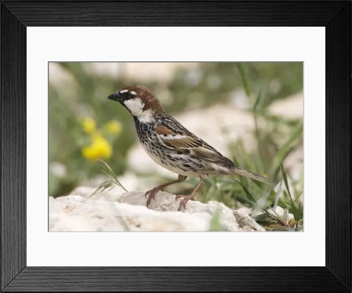 Framed Print : Male Spanish Sparrow Turkey May Framed Print : Male Spanish Sparrow Turkey May