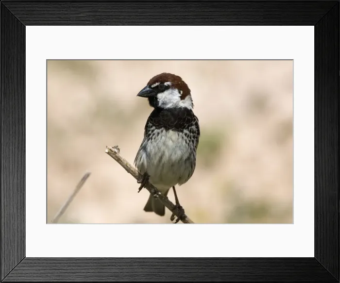 Framed Print : Male Spanish Sparrow Turkey May Framed Print : Male Spanish Sparrow Turkey May