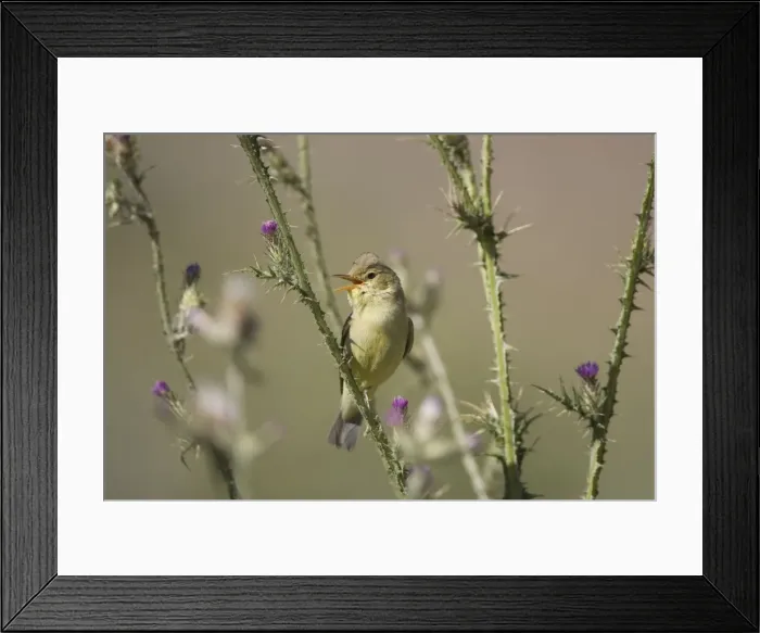 Framed Print : Adult Melodious Warbler - Singing - Spain April Framed Print : Adult Melodious Warbler - Singing - Spain April