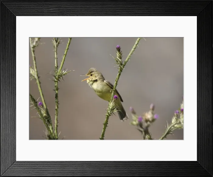 Framed Print : Adult Melodious Warbler - Singing - Spain April Framed Print : Adult Melodious Warbler - Singing - Spain April