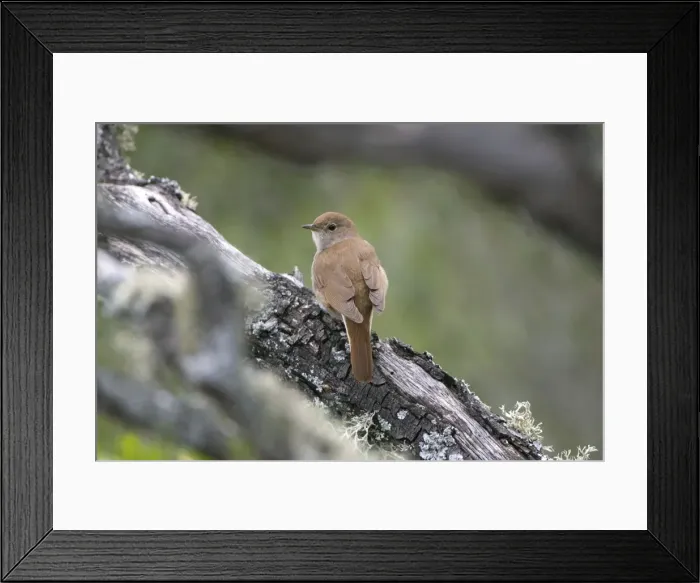 Framed Print : Adult Nightingale Framed Print : Adult Nightingale