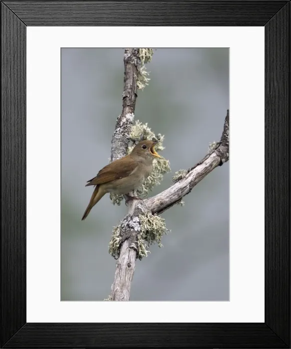 Framed Print : Adult Nightingale singing on territory Framed Print : Adult Nightingale singing on territory