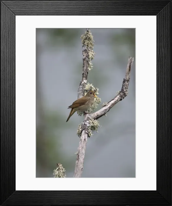 Framed Print : Adult Nightingale singing on territory Framed Print : Adult Nightingale singing on territory
