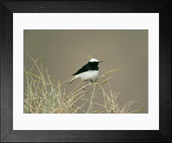 Framed Print : Hooded Wheatear Male Framed Print : Hooded Wheatear Male
