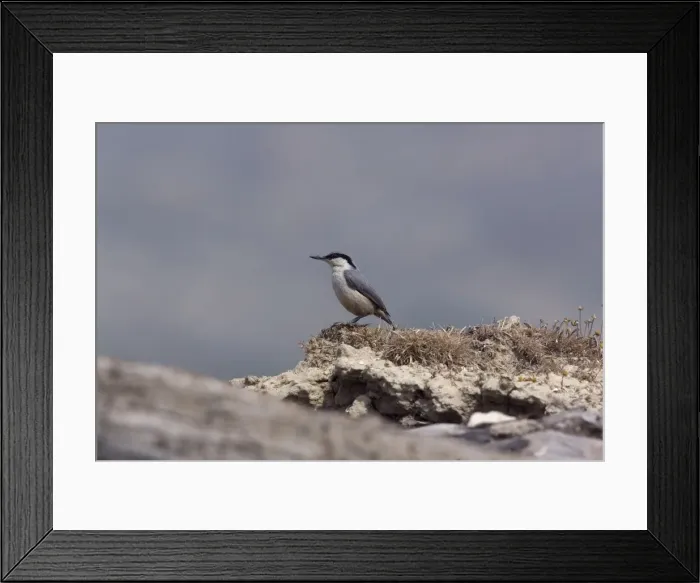 Framed Print : Western Rock Nuthatch Southern Turkey May Framed Print : Western Rock Nuthatch Southern Turkey May