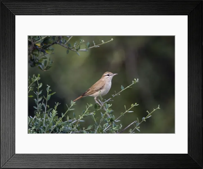 Framed Print : Rufous Bush Robin - Tarifa Spain June
