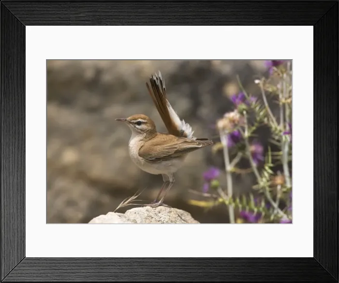 Framed Print : Rufous Bush Robin - Tarifa Spain June Framed Print : Rufous Bush Robin - Tarifa Spain June