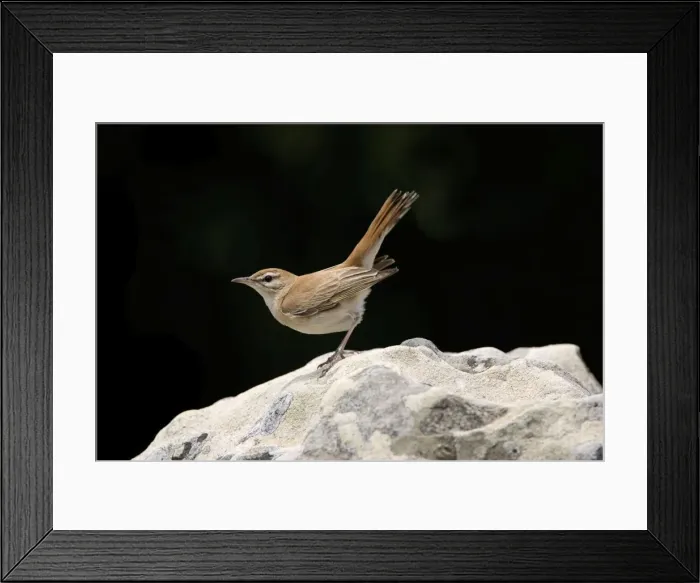 Framed Print : Rufous Bush Robin - Tarifa Spain June Framed Print : Rufous Bush Robin - Tarifa Spain June