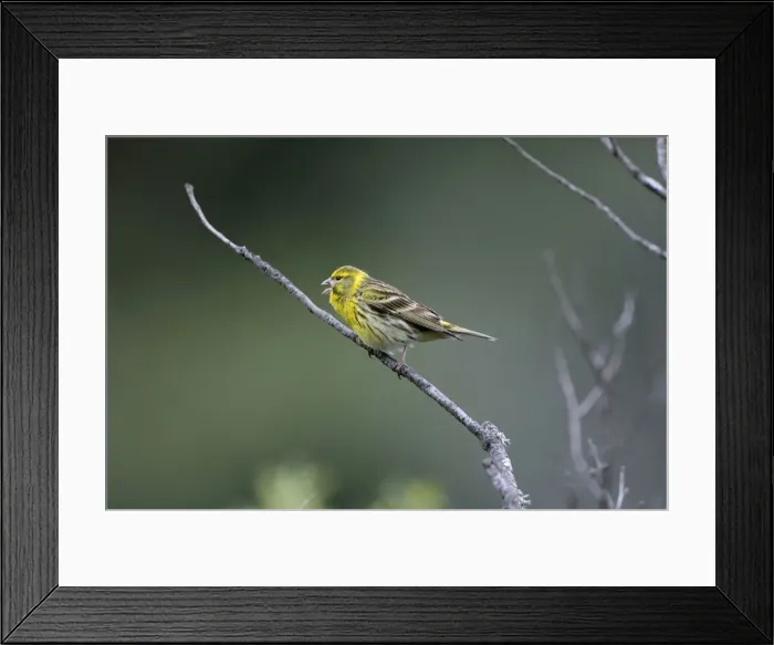 Framed Print : Adult male Serin singing on territory Spain April Framed Print : Adult male Serin singing on territory Spain April