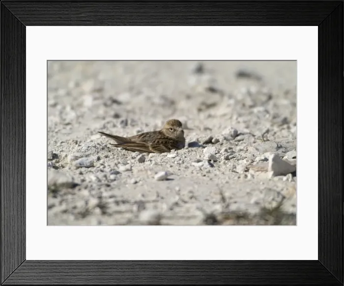 Framed Print : Short toed Lark dust bathing Cyprus March Framed Print : Short toed Lark dust bathing Cyprus March