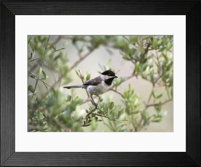 Framed Print : Adult Sombre Tit Southern Turkey May Framed Print : Adult Sombre Tit Southern Turkey May
