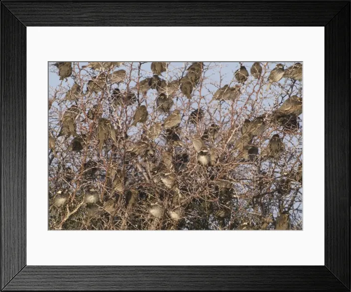 Framed Print : Spanish Sparrows - Flock in tree - Cyprus March Framed Print : Spanish Sparrows - Flock in tree - Cyprus March