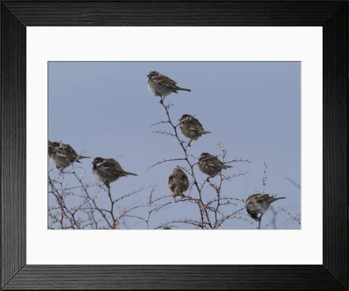 Framed Print : Spanish Sparrows Cyprus March Framed Print : Spanish Sparrows Cyprus March