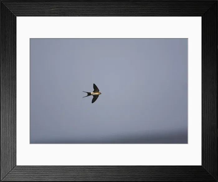 Framed Print : Red rumped Swallow - In flight - Spain April Framed Print : Red rumped Swallow - In flight - Spain April