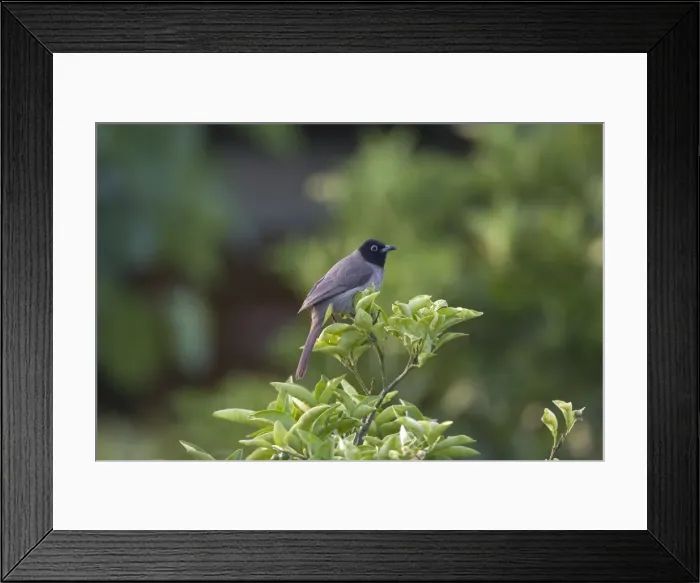 Framed Print : Spectacled Bulbul - Southern Turkey May Framed Print : Spectacled Bulbul - Southern Turkey May