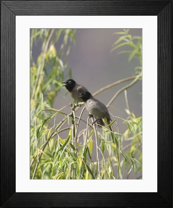 Framed Print : Spectacled Bulbuls Southern Turkey May Framed Print : Spectacled Bulbuls Southern Turkey May