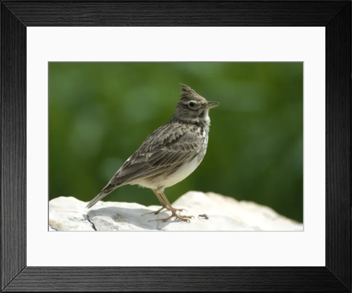 Framed Print : Thekla Lark - Ronda Spain