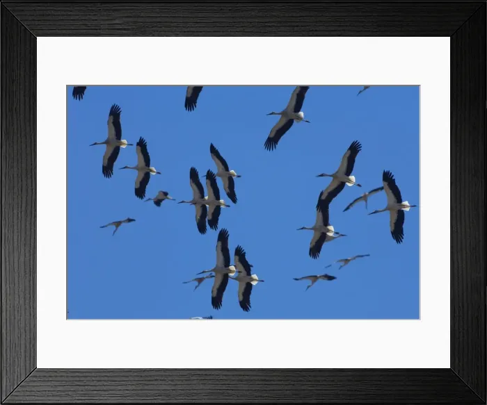 Framed Print : White Storks - In flight migrating in the heat from Southern Spain across to Africa Framed Print : White Storks - In flight migrating in the heat from Southern Spain across to Africa