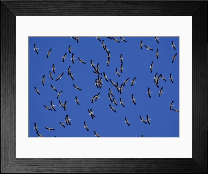 Framed Print : White Storks - In flight migrating in the heat from Southern Spain across to Africa Framed Print : White Storks - In flight migrating in the heat from Southern Spain across to Africa