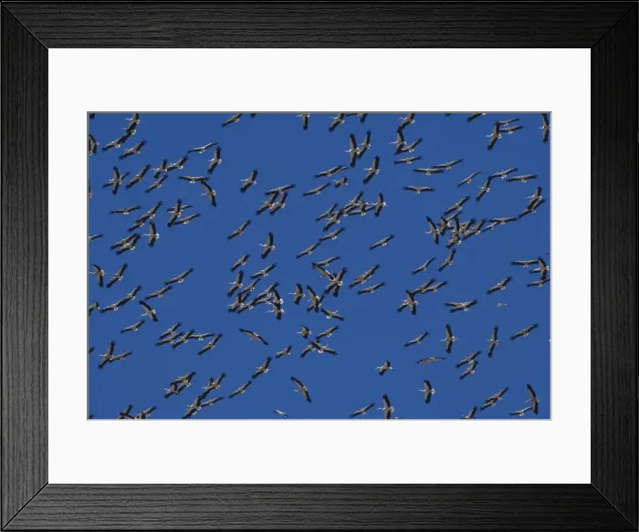 Framed Print : White Storks - In flight migrating in the heat from Southern Spain across to Africa Framed Print : White Storks - In flight migrating in the heat from Southern Spain across to Africa