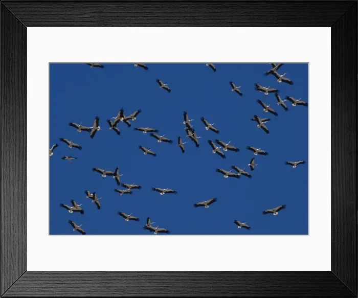 Framed Print : White Storks - In flight migrating in the heat from Southern Spain across to Africa Framed Print : White Storks - In flight migrating in the heat from Southern Spain across to Africa