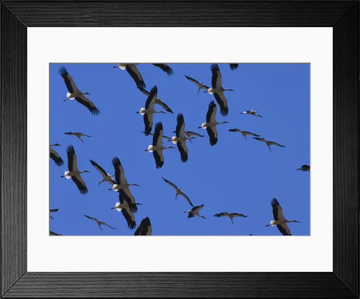 Framed Print : White Storks - In flight migrating in the heat from Southern Spain across to Africa Framed Print : White Storks - In flight migrating in the heat from Southern Spain across to Africa