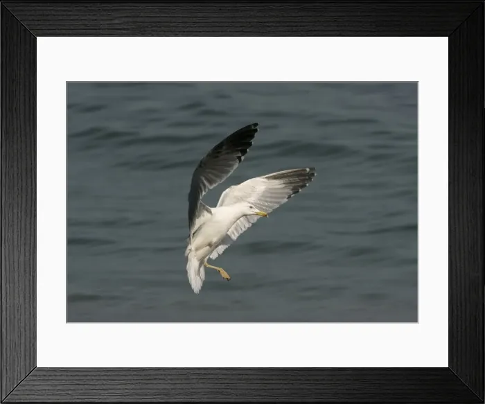 Framed Print : Yellow-legged Gull with only one foot - In flight above water, Southern Spain Framed Print : Yellow-legged Gull with only one foot - In flight above water, Southern Spain