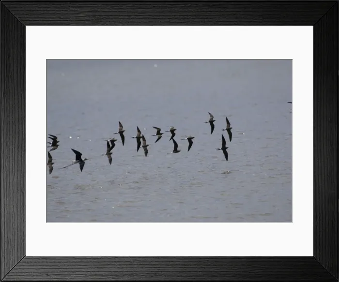 Framed Print : Collared Pratincole - flock in flight. Spain April Framed Print : Collared Pratincole - flock in flight. Spain April