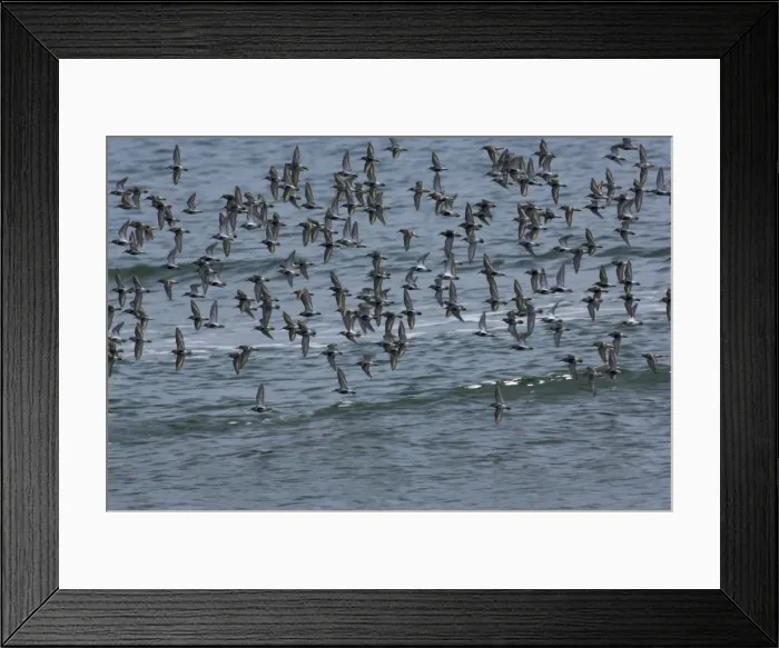 Framed Print : Dunlin flock in flight over water. April Framed Print : Dunlin flock in flight over water. April