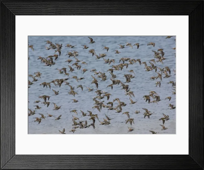 Framed Print : Dunlin - flock. April Framed Print : Dunlin - flock. April
