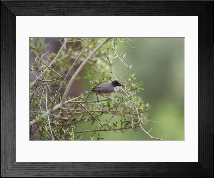 Framed Print : Eastern Orphean Warbler. Turkey May