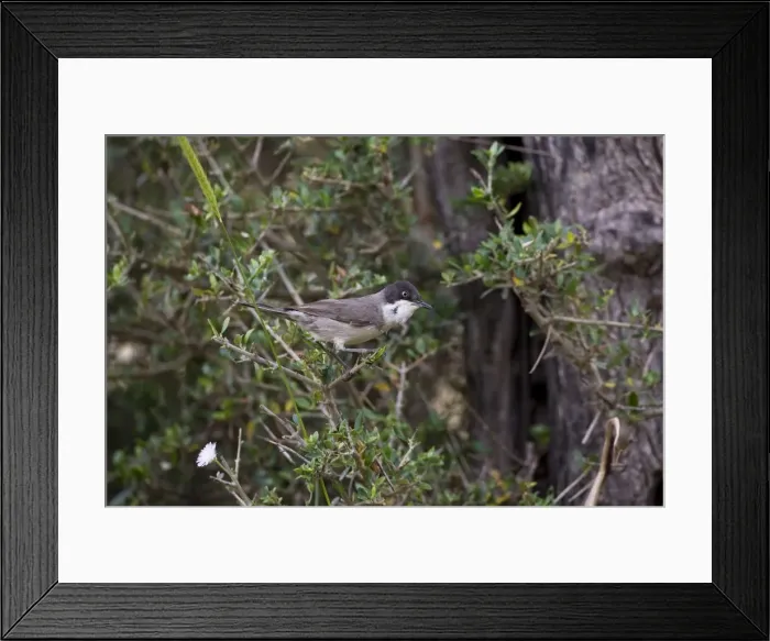 Framed Print : Eastern Orphean Warbler. Turkey May Framed Print : Eastern Orphean Warbler. Turkey May