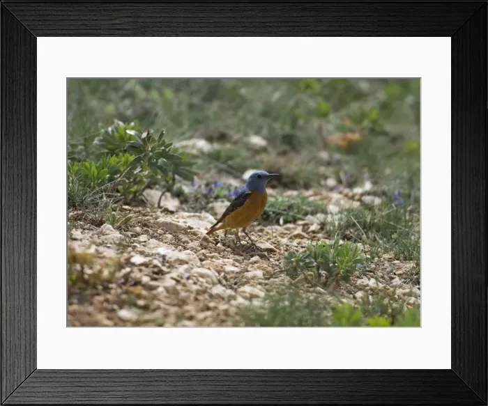 Framed Print : Male Rock Thrush Turkey May Framed Print : Male Rock Thrush Turkey May