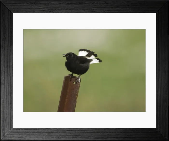 Framed Print : Adult Male Black Wheatear - Ronda Spain April Framed Print : Adult Male Black Wheatear - Ronda Spain April