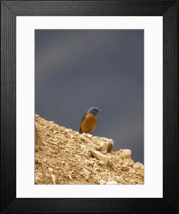 Framed Print : Male Rock Thrush Turkey May