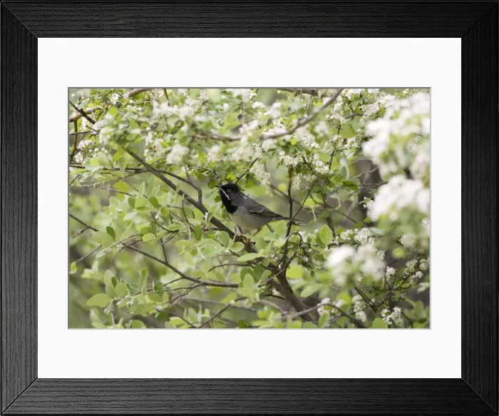 Framed Print : Adult Male Ruppell's Warbler - Turkey May Framed Print : Adult Male Ruppell's Warbler - Turkey May