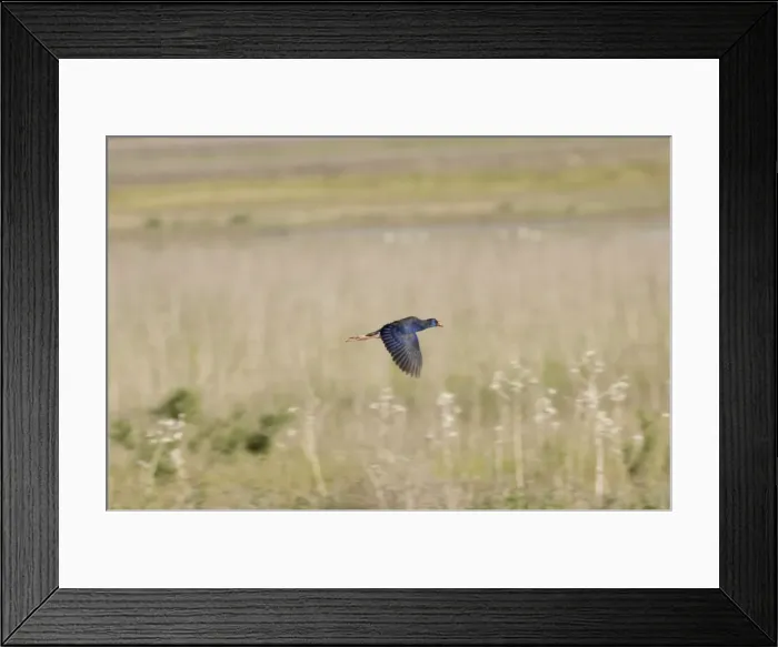 Framed Print : Purple Swamphen - Spain April Framed Print : Purple Swamphen - Spain April