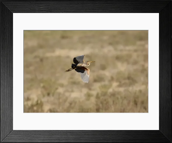 Framed Print : Purple Heron - Spain April Framed Print : Purple Heron - Spain April