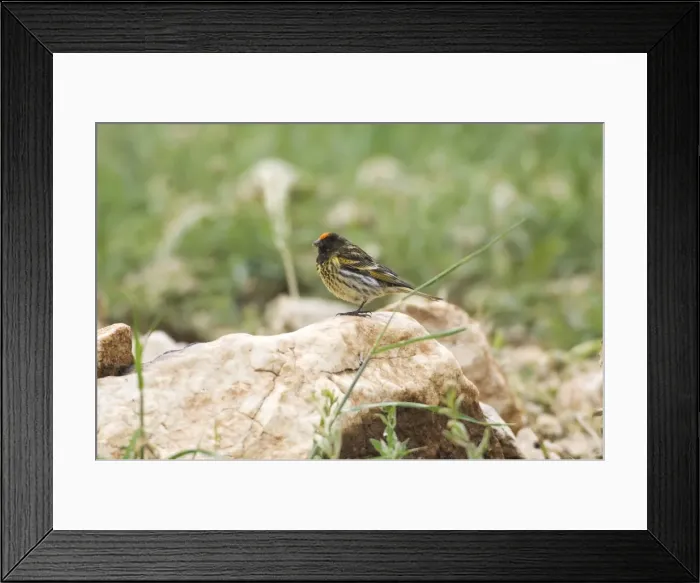 Framed Print : Male Red-fronted Serin - Southern Turkey May Framed Print : Male Red-fronted Serin - Southern Turkey May