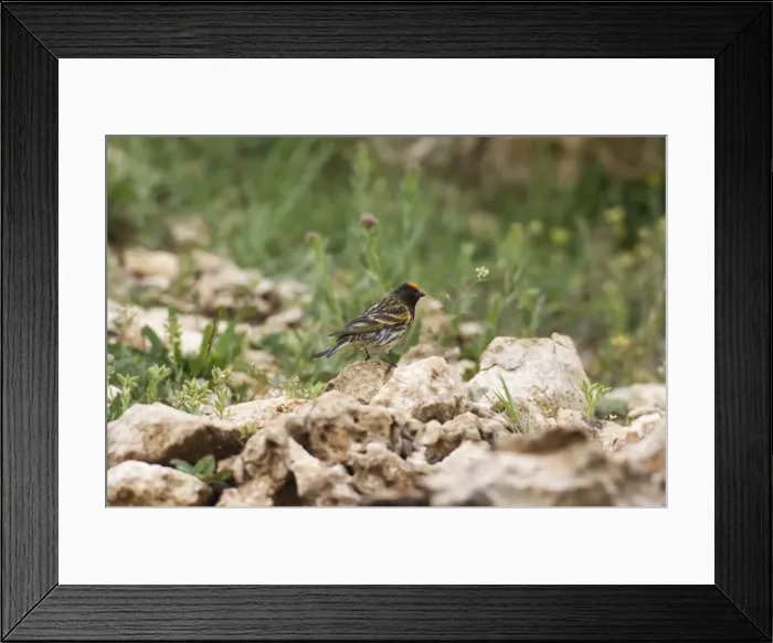 Framed Print : Male Red-fronted Serin. Southern Turkey May Framed Print : Male Red-fronted Serin. Southern Turkey May