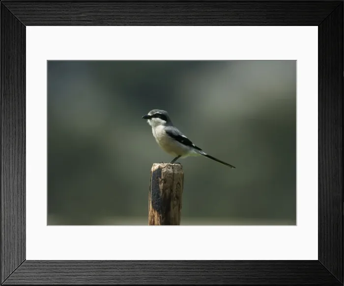 Framed Print : Southern Grey Shrike. Ronda - Spain April Framed Print : Southern Grey Shrike. Ronda - Spain April