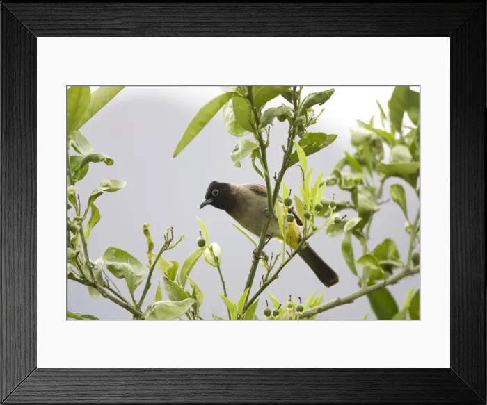 Framed Print : Adult Spectacled Bulbul. Turkey May Framed Print : Adult Spectacled Bulbul. Turkey May