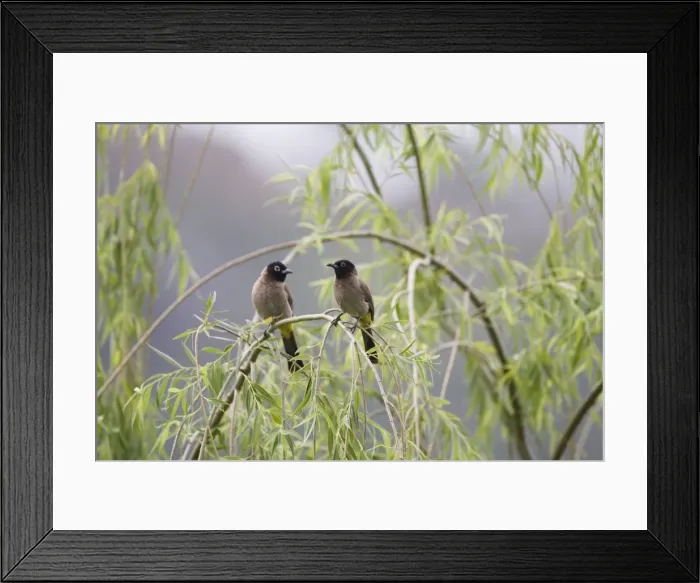 Framed Print : Adult Spectacled Bulbul Turkey May Framed Print : Adult Spectacled Bulbul Turkey May