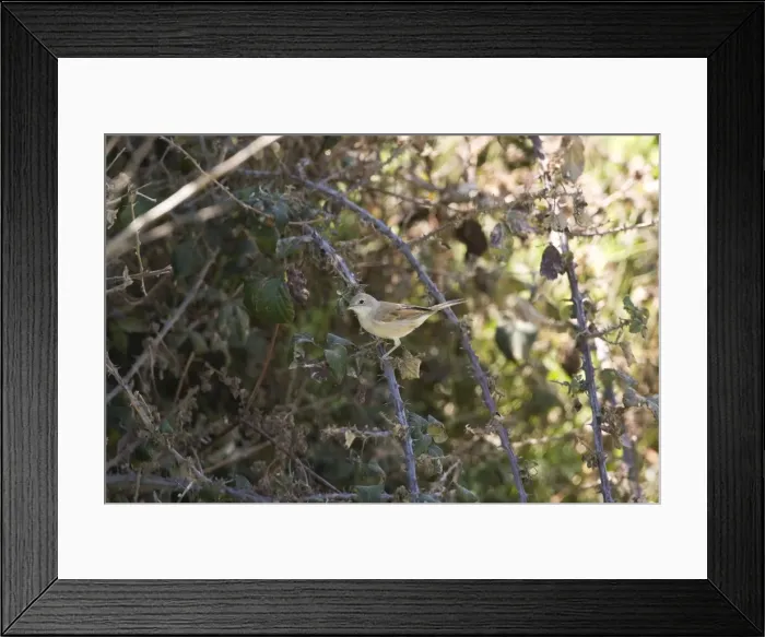 Framed Print : Common Whitethroat. April Framed Print : Common Whitethroat. April
