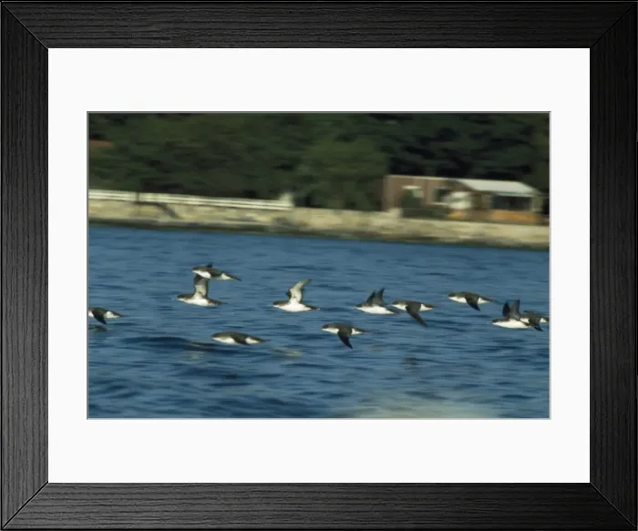 Framed Print : Yelkouan / Levantine Shearwater The Bosphorus Strait Framed Print : Yelkouan / Levantine Shearwater The Bosphorus Strait