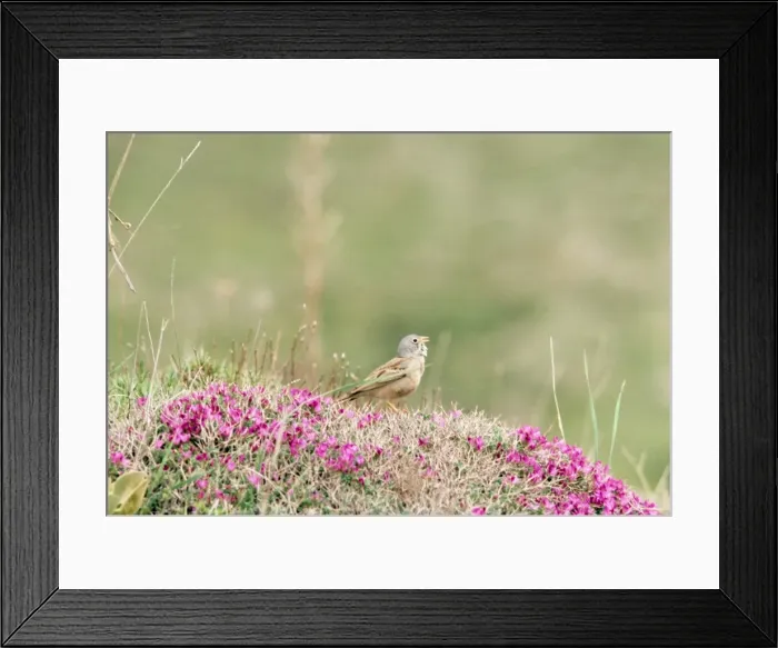 Framed Print : Grey-necked Bunting Iran Framed Print : Grey-necked Bunting Iran