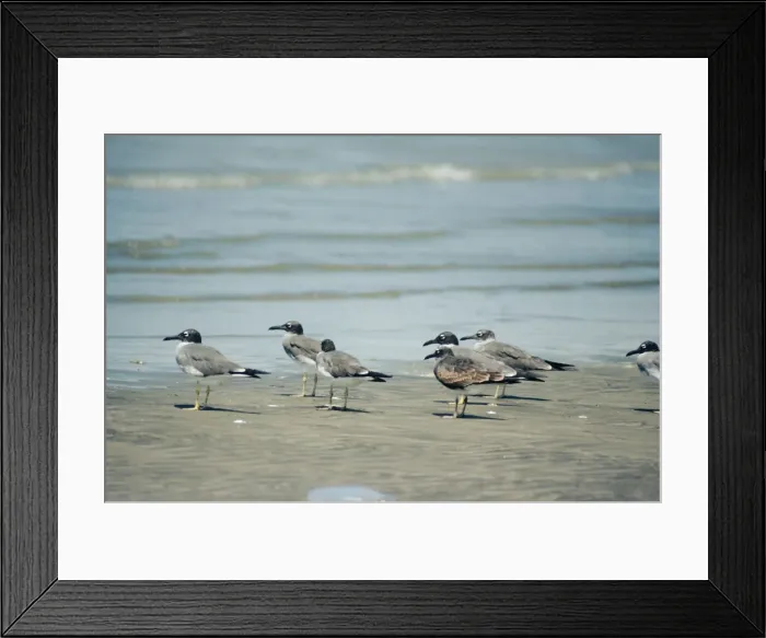 Framed Print : White-eyed Gulls Hodeidah, Yemen Framed Print : White-eyed Gulls Hodeidah, Yemen