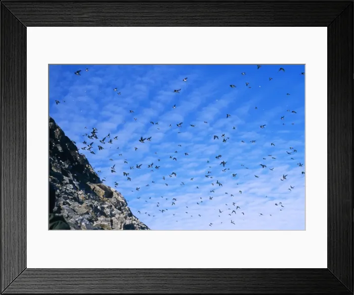 Framed Print : Little Auks Spitzebergen Framed Print : Little Auks Spitzebergen