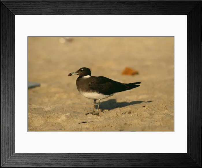 Framed Print : Sooty Gull Adult, Oman Framed Print : Sooty Gull Adult, Oman